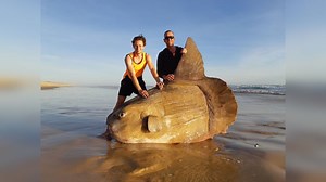 Giant sunfish weighing more than car washes up on beach