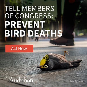 Building collisions kill 300 million to a billion birds each year. Many of these needless deaths can be prevented. Please urge your members of congress to support the Bird-Safe Buildings Act, a common-sense solution to help birds avoid collisions with public buildings! | National Audubon Society