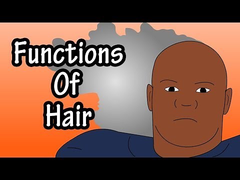 Functions Of Hair - The Purpose Of Hair - Why Do We Have Hair