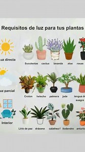 ✨🌿 Requisitos de luz para tus plantas 🌿✨ ☀️ Luz directa: Suculentas, cactus, lavanda, aloe y rosas. 🌤️ Luz parcial: Croton, helecho, palmera, jade y lengua de suegra. 🏡 Interior: Lirio de paz, drácena, calathea, filodendro y anturio. 👉 Colócalas en el lugar adecuado y disfruta de un jardín saludable y vibrante. 🌸💚 #Jardinería #Plantas | Tips y Manualidades: Casa y Jardín