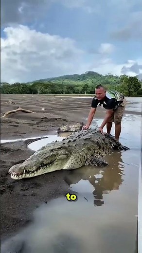 Top 5 Biggest Crocodiles in History! (No. 1 Was a Real Monster 😱)
