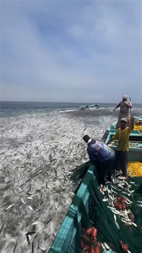 wow banyak banget 😱😱#shorts #shortsvideo #shortvideo #fish #fishing