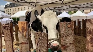 7.8K views · 149 reactions | C'est sur la place de la République  | Le Maine Libre | Facebook