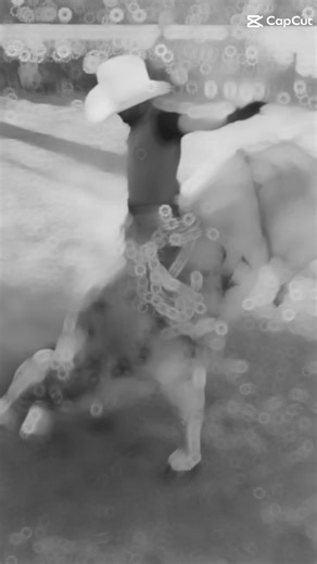 Bull Riding Highlights: Cowboy Skills in Action