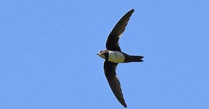 Martinet : quel est cet oiseau capable de voler des mois sans jamais atterrir ?