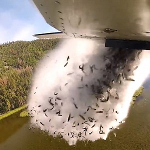 16M views · 41K reactions | Why fish are falling from the sky over Utah's mountain lakes. | Insider Presents | Facebook
