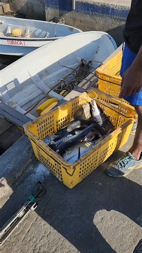 Today's fresh fish （14/10/25） #fiji #Lautoka #freshfish #seafood #localfish #localfishmarket #SDG14 | Lautoka Fishermen Cooperative Limited