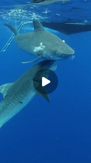 Juan Oliphant #JuanSharks on Instagram: "Shark version of “getting the wind knocked out of you.” in this case it’s what @oceanramsey terms “ramming” in her book “What You Should Know About Sharks” on shark behavior and safety. . There was a long series of agonistic swim patterns these two beautiful sharks (#SharkIDKalihi and #SharkIDRoxy) had swam prior to this point where they attempted to put themselves as more dominant to the other in terms of position within a social hierarchy. Tiger shark R