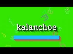 How to say "kalanchoe"! (High Quality Voices)