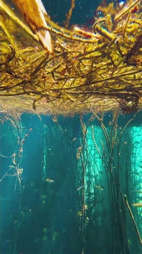 May I be a happy fish, freely swimming in the waters of time. #shorts #viral #mobile #photography