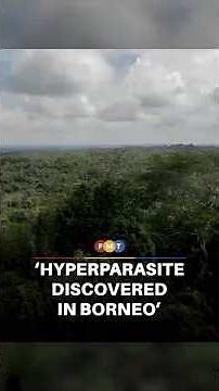 Scientists discover ‘hyperparasite’ in Borneo jungle