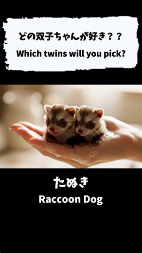 どの双子にする？🫧🐾【ASMR】 Which twins will you pick? 🫧🐾 ▼ Today's friends 🐭 Chinchilla 🦜Budgerigar 🦝Raccoon Dog #asmr #癒し動画 #animals #relax #aivideo