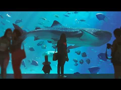 Shiloh Dynasty mix 10 hour loop