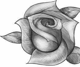 Drawing a Realistic Rose