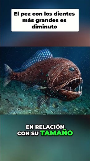 ¿LOS DIENTES MÁS GRANDES DEL MUNDO? 🦷💀 El aterrador Pez Fangtooth #shorts #misterio #animales