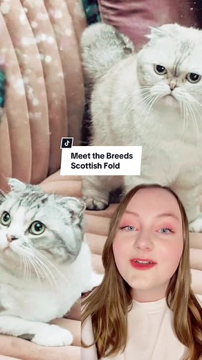 Scottish Fold Cats: The Cuddly Breed with Unique Ears