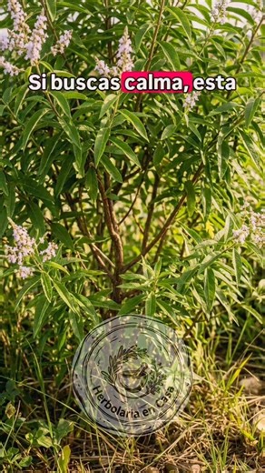 Cedrón: Más que un aroma, un sedante natural 🌿😌