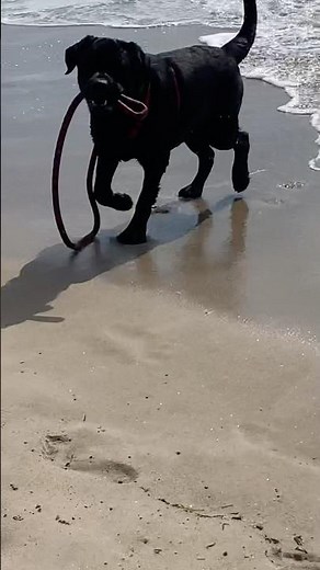 Labrador e il mare #cutedog #pets #puppy