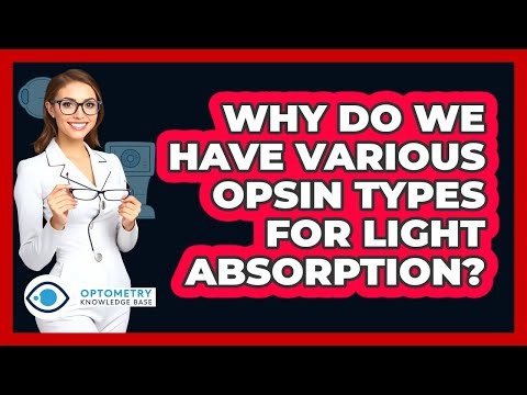 Why Do We Have Various Opsin Types For Light Absorption? - Optometry Knowledge Base