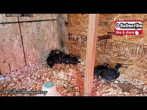 3 Weeks Old Black Australorp Chicks