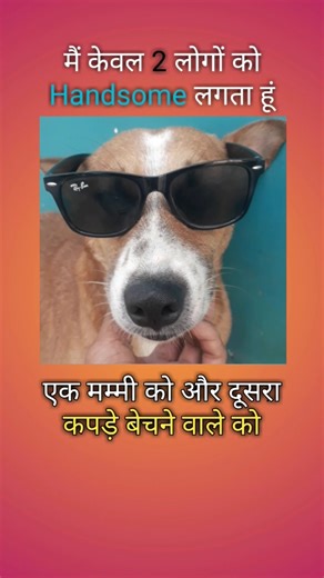 मैं केवल 2 लोगों को Handsome लगता हूं #ytshorts #viral #funnydogs #comedy #trending #memes