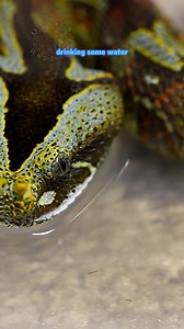 Vipers drinking water! Hydration nation. Featuring the beautiful Rhino viper, slender Hognosed pit viper, gaboon viper, copperhead, and variable bush viper! #snakesdrinking #drinkingwater #venomoussnakes #snakes #gaboonviper #rhinoviper #copperhead #bushviper #porthidium #bitis #bitisnasicornis #bitisrhinoceros #atherissquamigera #agkistrodon | Mark’s Reptiles
