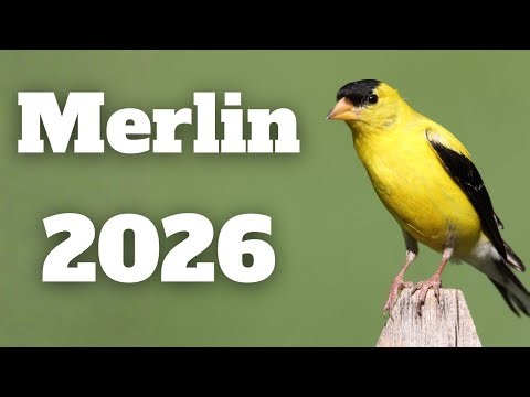 Complete Guide to the Merlin Bird ID App in 2026