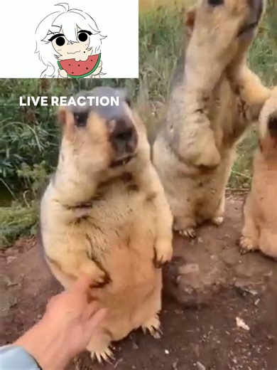 DON'T TOUCH ME#roblox #animation #moonanimator #no #sour #meme #robloxstudio #animationvideo #3d