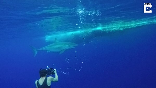 Riesenhai Deep Blue: Das ist der größte Weiße Hai der Welt