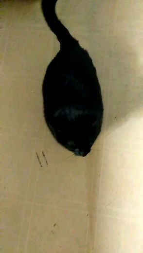 Black Cats Heart on Instagram: "My roommates cat, June loves it when you say her name. *unmute* . . . . #usa #losangeles #california #washington #florida #alaska #uk #canada #australia #unitedkingdom #catsbeingweird #reels #explorepage"