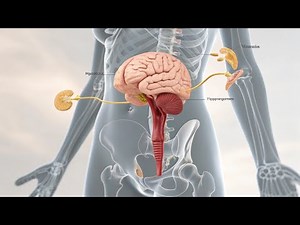 How Female Hormones Work: Simple Explanation for Everyone