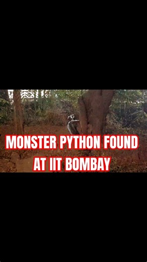 Monster Python found at IIT Bombay Campus in India. #scary #snake #iitbombay