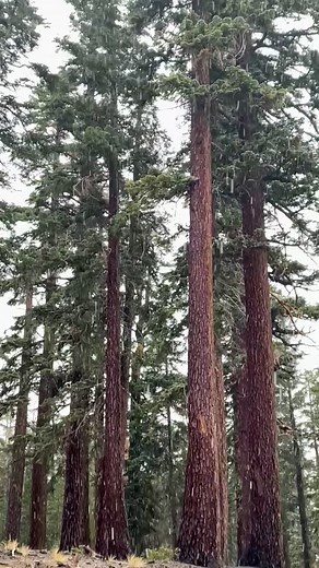 74K views · 1.5K reactions | Happening now in Mammoth! We’re 20 days out from opening day, flakes are starting to fall this afternoon, and we’re firing up the snowmaking guns tonight. ❄️❄️❄️ | Mammoth Mountain | Facebook