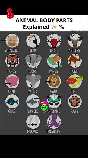 "Animal Anatomy Guide ✨"