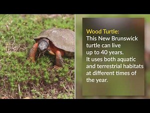 Celebrate World Habitat Day with Wood Turtle