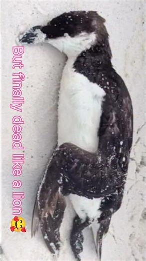 The Penguin Walk That Inspired Millions of People Worldwide🥹