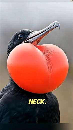 This Bird Inflates a RED Balloon to Get a Girlfriend 😳🐦