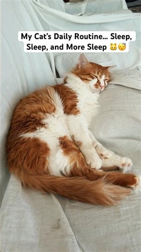 My Cat’s Daily Routine… Sleep, Sleep, and More Sleep 🐱😴