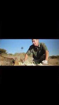 part-10 Carter's W.A.R: Man and Man Eaters S1 E91 (The Animal Club Hindi) | Wildlife Conservation...