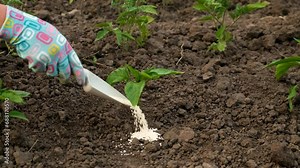 Fertilizing seedlings in the garden with saltpeter. Selective focus.