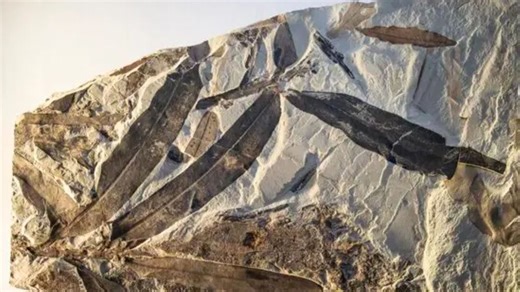 Incredible 47million-year-old fossil sheds light on ‘alien plant’