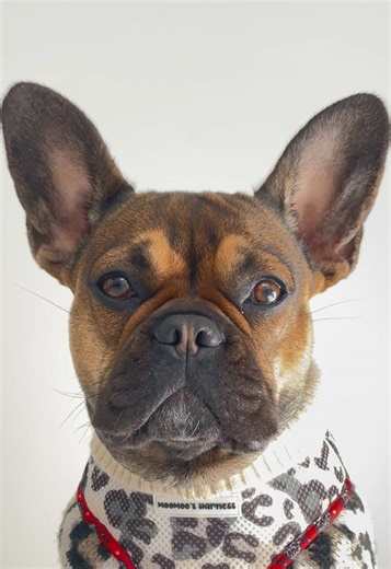 Forever Loving Nova: A Dog's Memory Lives On