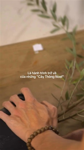 Hy vọng năm nay mọi người sẽ lại chăm cây thật vui nha 🌲 #evergreenchristmastree | NOTH Garden