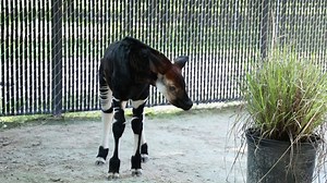 Happy #WorldOkapiDay! Meet Beni, the baby okapi who was born at Disney’s Animal Kingdom Lodge this summer to first-time parents Olivia and Elombe. Read more about this adorable "ghost of the forest" here: https://on.natgeo.com/OkapiDay | National Geographic Animals