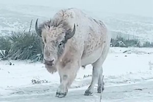 Gorgeous White Buffalo Walks Down Snowy Road in Viral Video