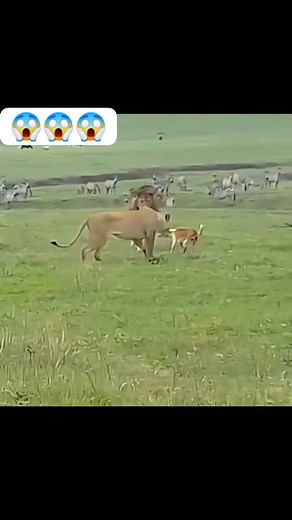 6.9K views · 45 reactions |  Why are cats afraid of dogs??? #wildlife #nature | Trizah pope | Facebook