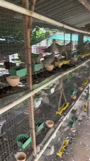 Daily Feeding at the Pigeon Farm: A Bird's Paradise 👀