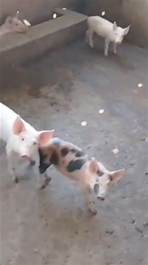 good breed pigs rearing