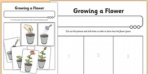 Worksheet Growing a Flower