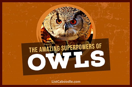 Amazing Owls: 7 Mind-Blowing Superpowers | ListCaboodle